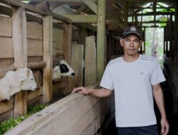 Berikan Keuntungan Bergabung Peternak Unggul diSaat Momen Idul Adha