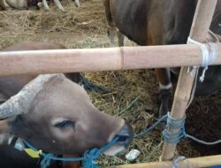 Lalu Lintas Hewan di Daerah Penyebaran Antraks di Stop Kementan