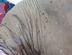 Sapi Impor asal Australia, Barantan Perketat Pengawasan