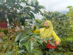Aqua Solok,Tingkatkan Nilai Jual Meningkat 3 Kali Lipat Berkat Program Rumah Produksi Kopi