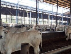 BEEF Ambil Bagian Dalam Kegiatan Usaha Baru, Berpartisipasi Pemenuhan Program MBG
