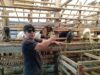 Hadapi Idul Adha, Kandang SBF Berikan Edukasi  Memilih Hewan Qurban Yang Sehat